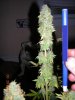 Galaxy wk 7.5 cola.jpg