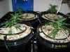 day 8 3st day of LST 005 600x449.jpg