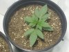 Vanilla Kush 1 day14.jpg