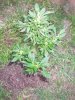 weedy june 8 2010 update 007.jpg