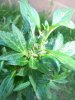 weedy june 8 2010 update 005.jpg