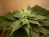 flowering week 4 day 2 020.jpg