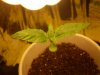 6-17 5 day old seedling.JPG