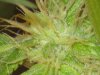 bud shots 35 days flowering 051.jpg