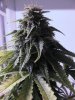 Grow_06_Day60Flowering_bb.jpg