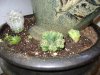 6-16 Succulent Piece btm.jpg