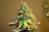 Day 48 of flowering 041.jpg