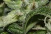 Trichs day 54.jpg