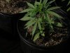 2010Grow 024.jpg