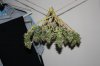 Day 51 Harvest Day 004.jpg