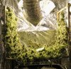 v-scrog.jpg