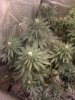 Day 45 Flower 014.jpg