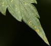 leaf_tip_613.jpg