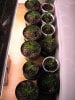 week 2 seedlings.jpg