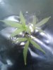 clones 6 days in N.F.T 007.jpg