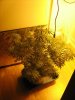 Trainwreck Mama Im budding,week one flower.jpg