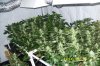 Sensi seeds, Big Bud 5 weeks into flower ebb'n flow (lucas formula).jpg