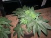 Vanilla Kush week 1 flower-01.jpg