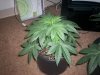 Vanilla Kush week 1 flower-02.jpg