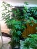 Bubba kush ready to be plucked and grown out!!!.jpg