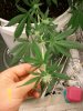 blue cheese 4 weeks in flowering 047.jpg