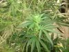 blue cheese 4 weeks in flowering 028.jpg