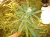 blue cheese 4 weeks in flowering 051.jpg