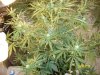 blue cheese 4 weeks in flowering 034.jpg