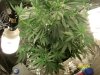 blue cheese 4 weeks in flowering 008.jpg