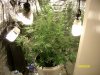 blue cheese 4 weeks in flowering 032.jpg