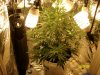 blue cheese 4 weeks in flowering 001.jpg