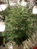 blue cheese 4 weeks in flowering 024.jpg