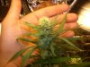 blue cheese 4 weeks in flowering 082.jpg