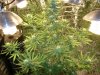 blue cheese 4 weeks in flowering 084.jpg