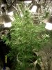 blue cheese 4 weeks in flowering 072.jpg