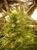 blue cheese 4 weeks in flowering 075.jpg