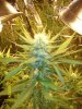 blue cheese 4 weeks in flowering 087.jpg