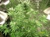 blue cheese 4 weeks in flowering 089.jpg