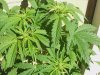 grow journal 2010 045.jpg