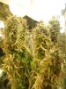 weedoozie end of day 69 flowering 013.jpg