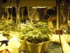 Grow Room 001 (Small).JPG