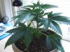 June Grow Northern Lights(3).JPG