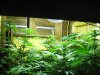 grow1 058.jpg