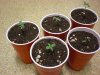 Snowryder seedlings (2).JPG