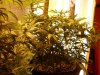 3 weeks in flower 003.jpg