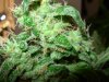 mystery grow 158.jpg