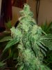 mystery grow 157.jpg