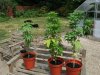 Grow Diary 002.jpg