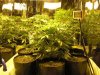 Growroom Day 36.jpg