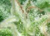 27-3-2007-bud-trichs.jpg